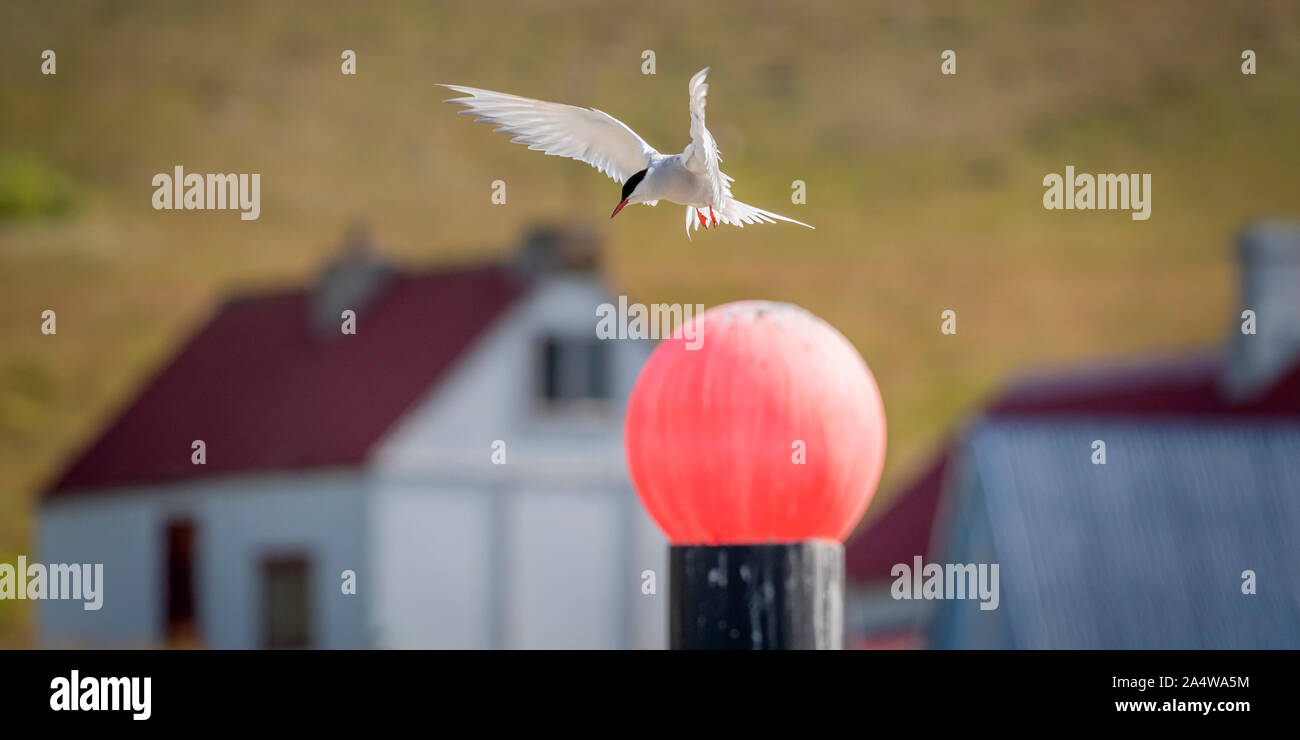 Arctic Tern, Breidafjordur, West Fjords, Iceland Stock Photo