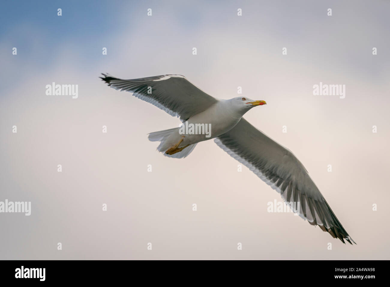 Seagull in flight, Iceland Stock Photo