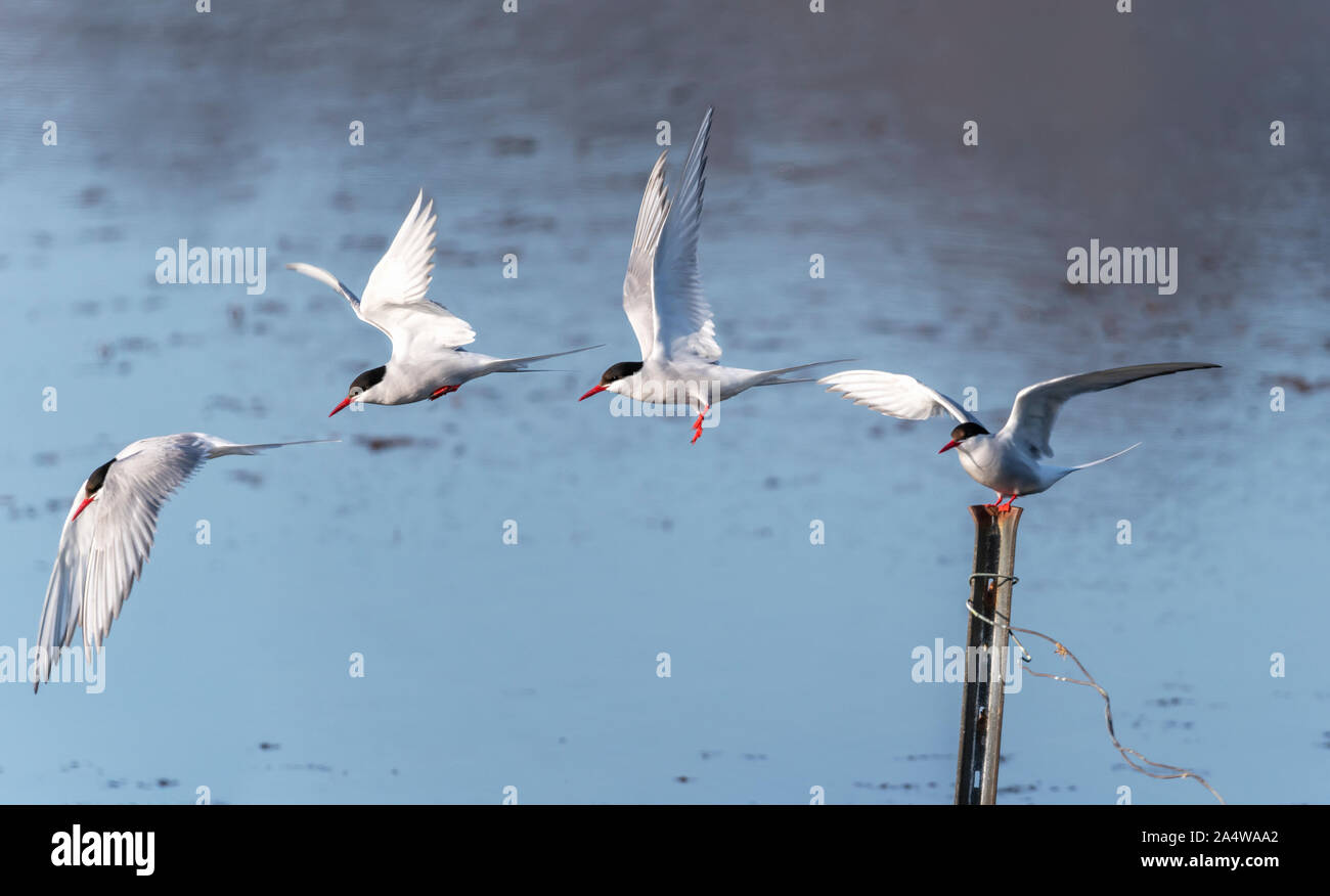 Arctic Terns, Breidafjordur, West Fjords, Iceland Stock Photo