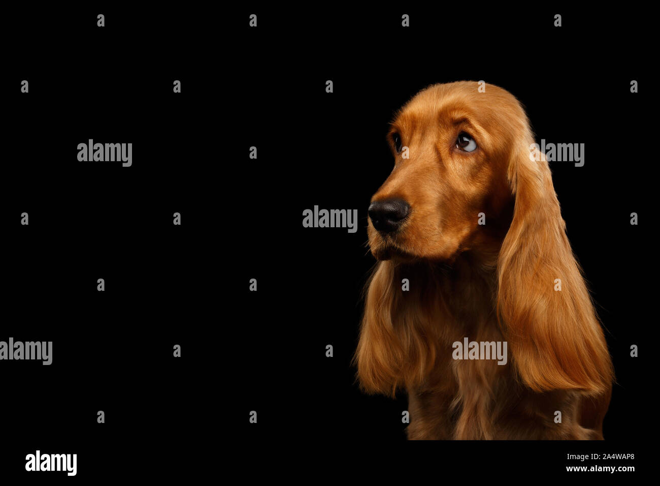 Sad Portrait of Red English Cocker Spaniel Dog looking at side on isolated black background Stock Photo