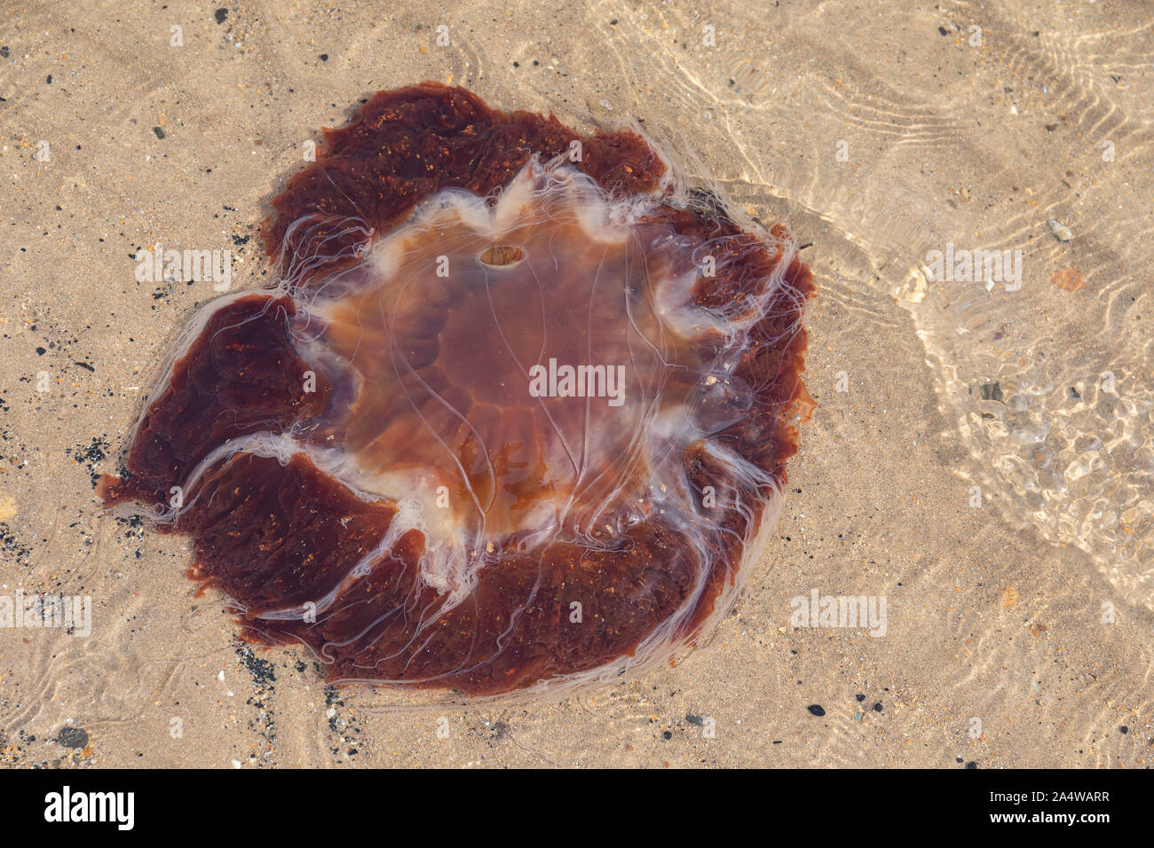 Lion's Mane Jellyfish  (Cyanea capillata) Stock Photo