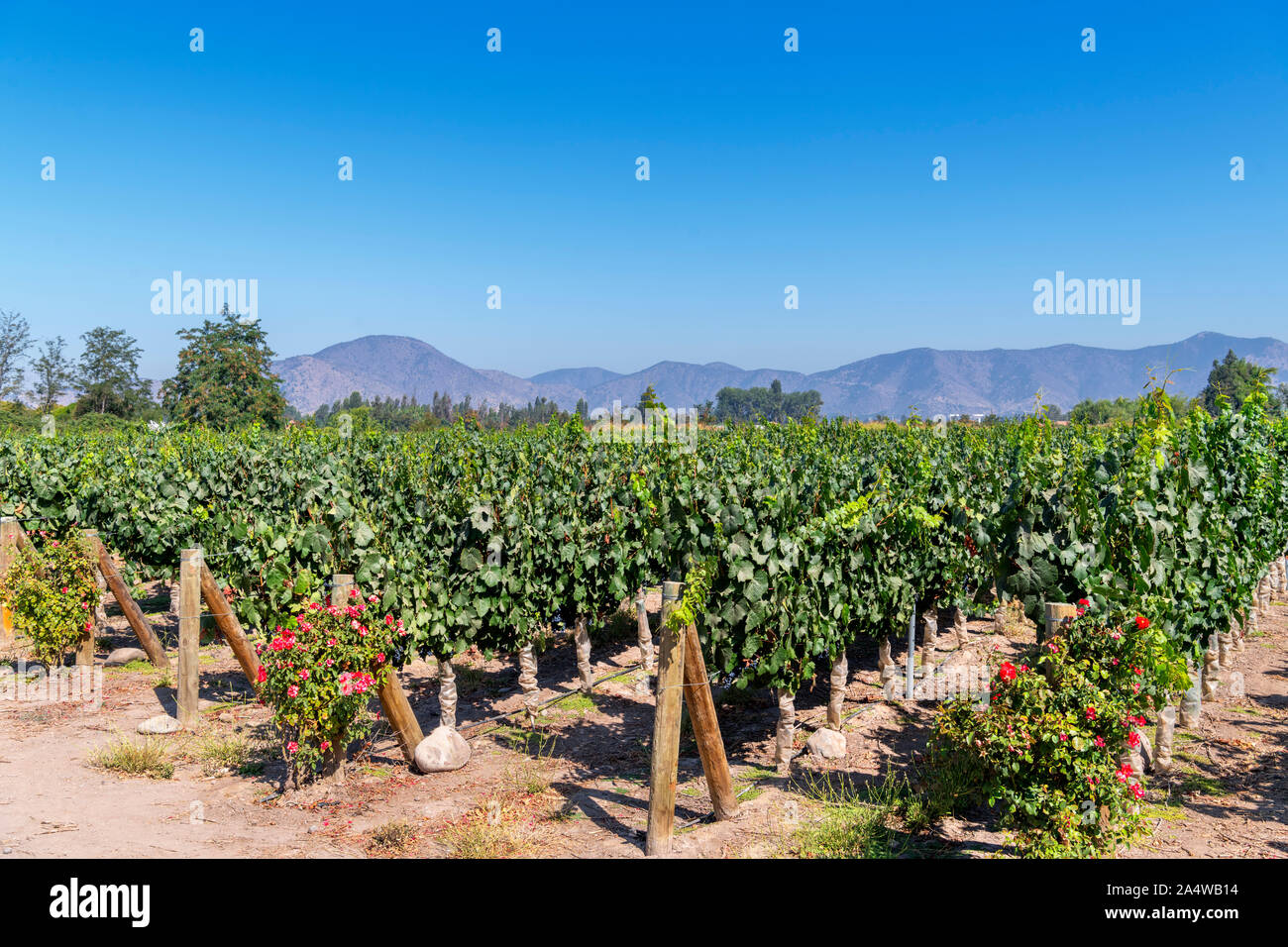 Vines growing at the Undurraga Winery (Viña Undurraga),Talagante, Maipo Valley, Región Metropolitana, Chile, South America Stock Photo