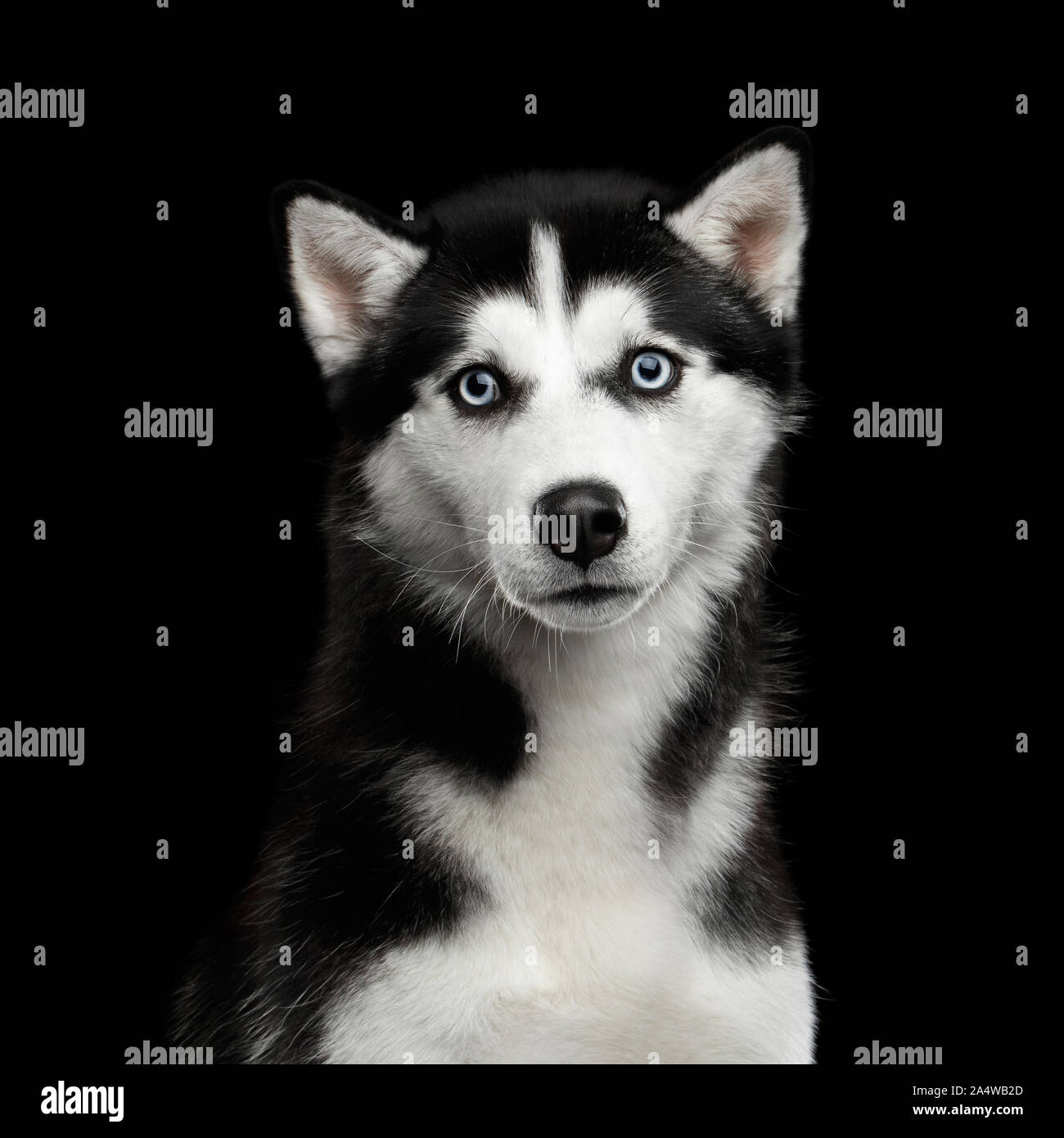 Portrait of Siberian Husky Dog with Blue eyes Surprised Looking in ...