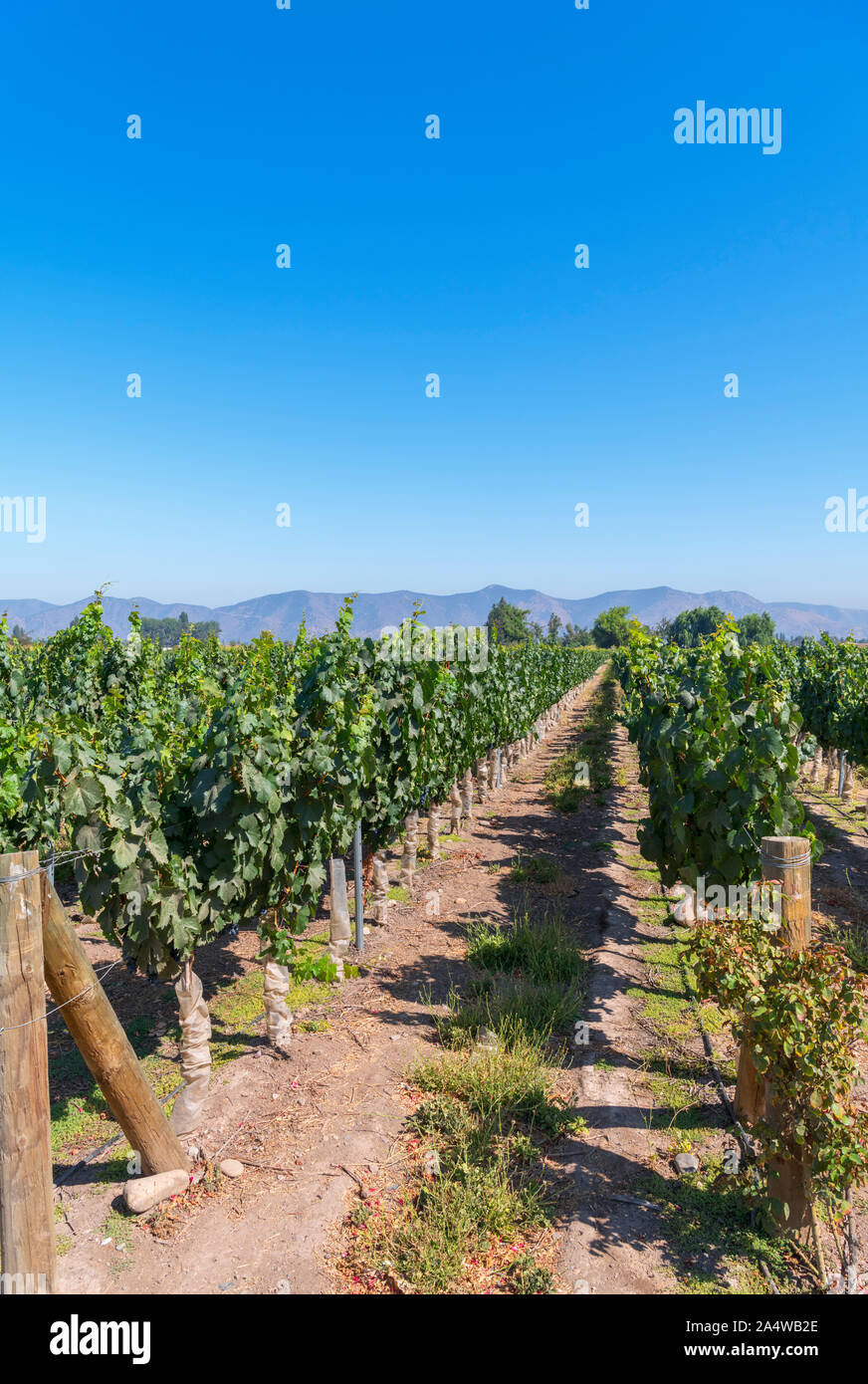 Rows of vines at the Undurraga Winery (Viña Undurraga), Talagante, Maipo Valley, Región Metropolitana, Chile, South America Stock Photo