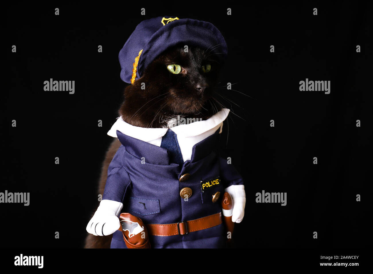 Police officer cat