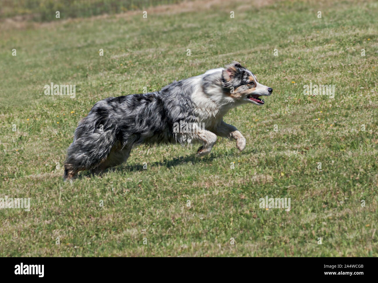 Leaping rabbit hi-res stock photography and images - Alamy