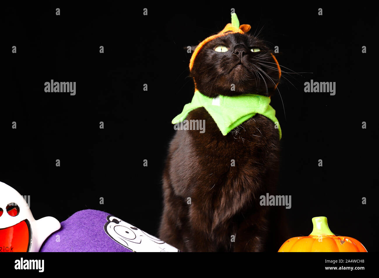 A black cat dressed as a Jack o Lantern stands on top of a wooden table ...