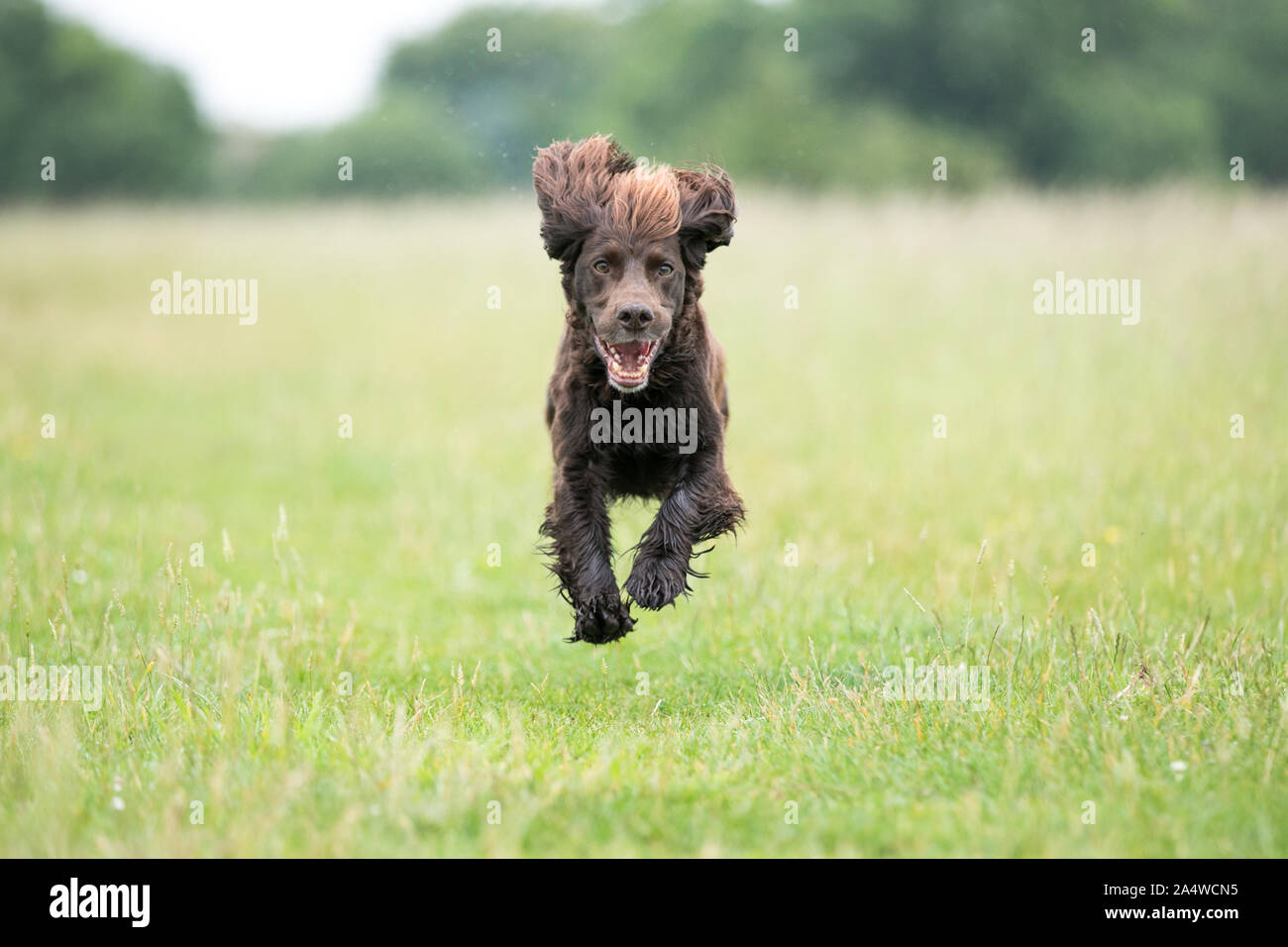 Brown dog running along grass Stock Photo