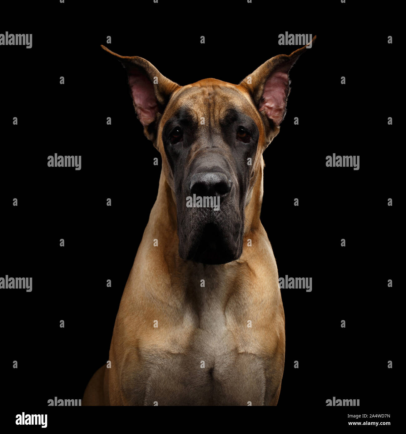 Close-up Portrait of Great Dane Dog, tan fur Gazing on Isolated Black Background, studio shot Stock Photo