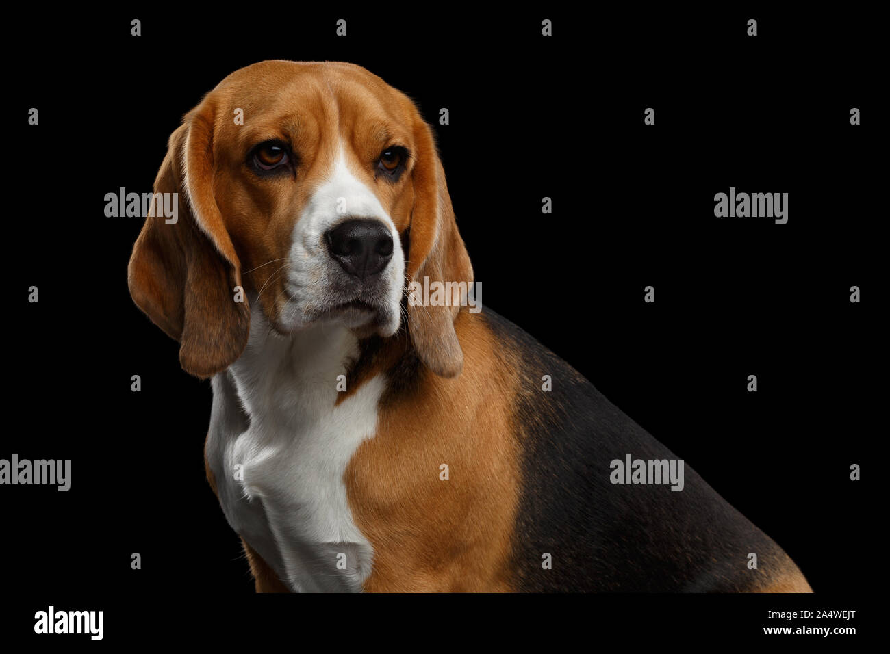 Pure breed beagle 2025