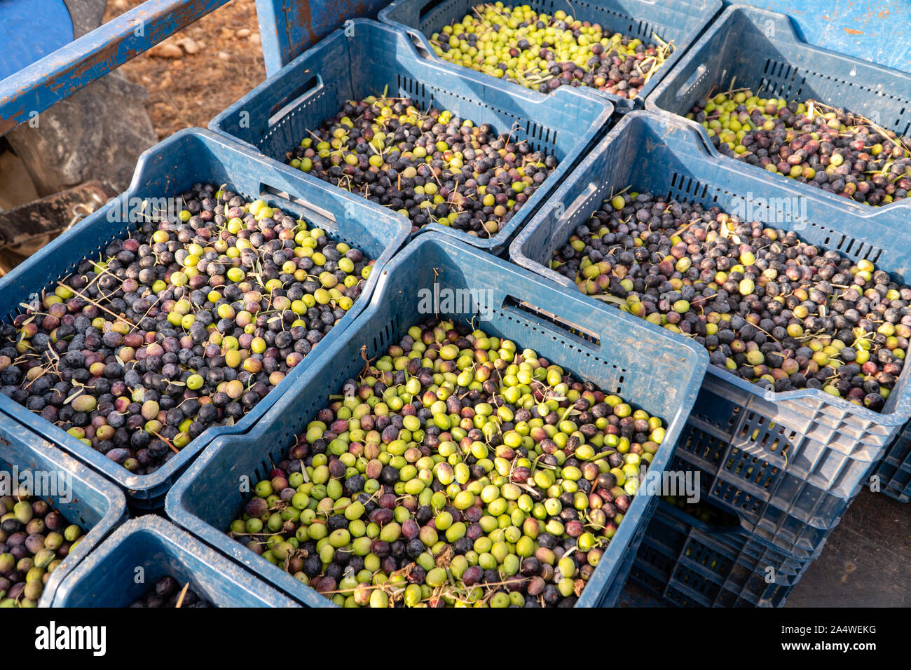 plastic crates filled with freshly harvested olives from olive trees