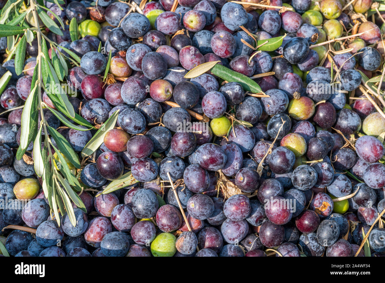 Plastic Crates Filled With Freshly Harvested Olives From Olive Trees Stock Photo Alamy