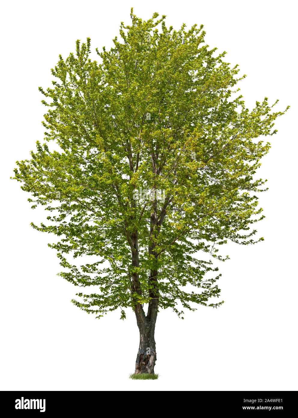 Green tree isolated on white background. High quality clipping mask for professional composition. Stock Photo