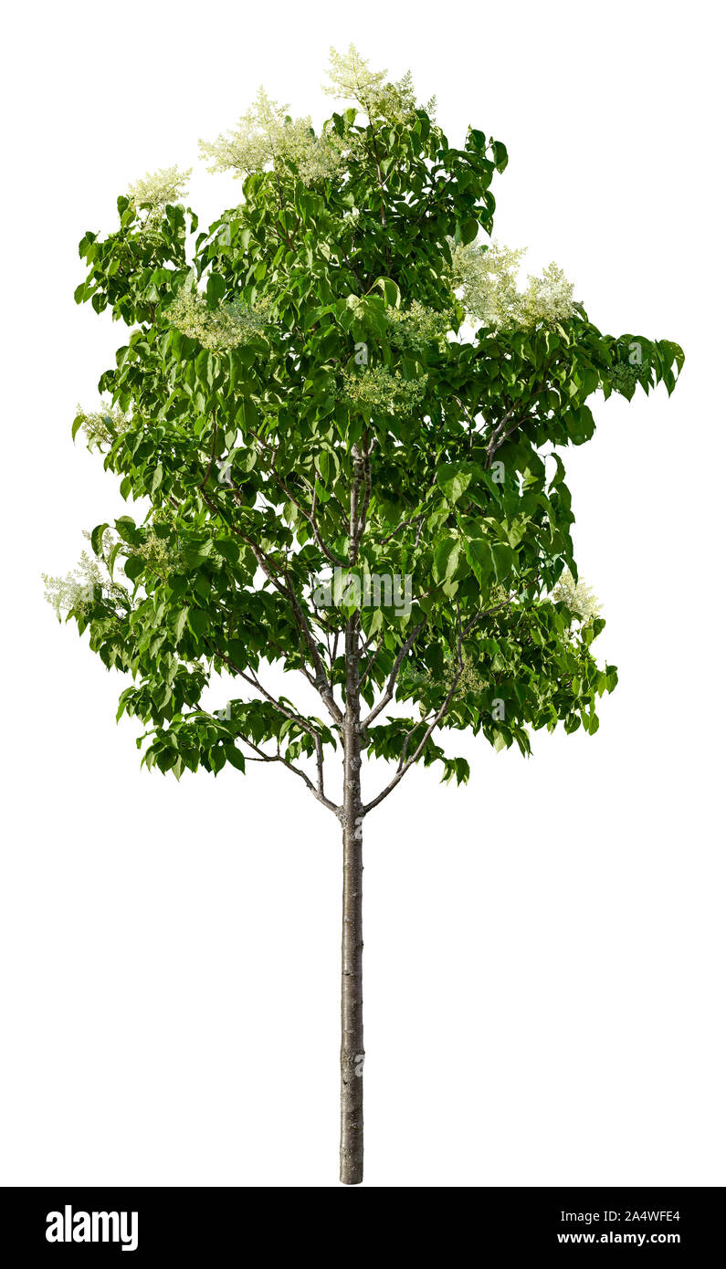 Lilac tree isolated on white background. Green shrub whith white flowers. High quality clipping mask for professional composition. Stock Photo