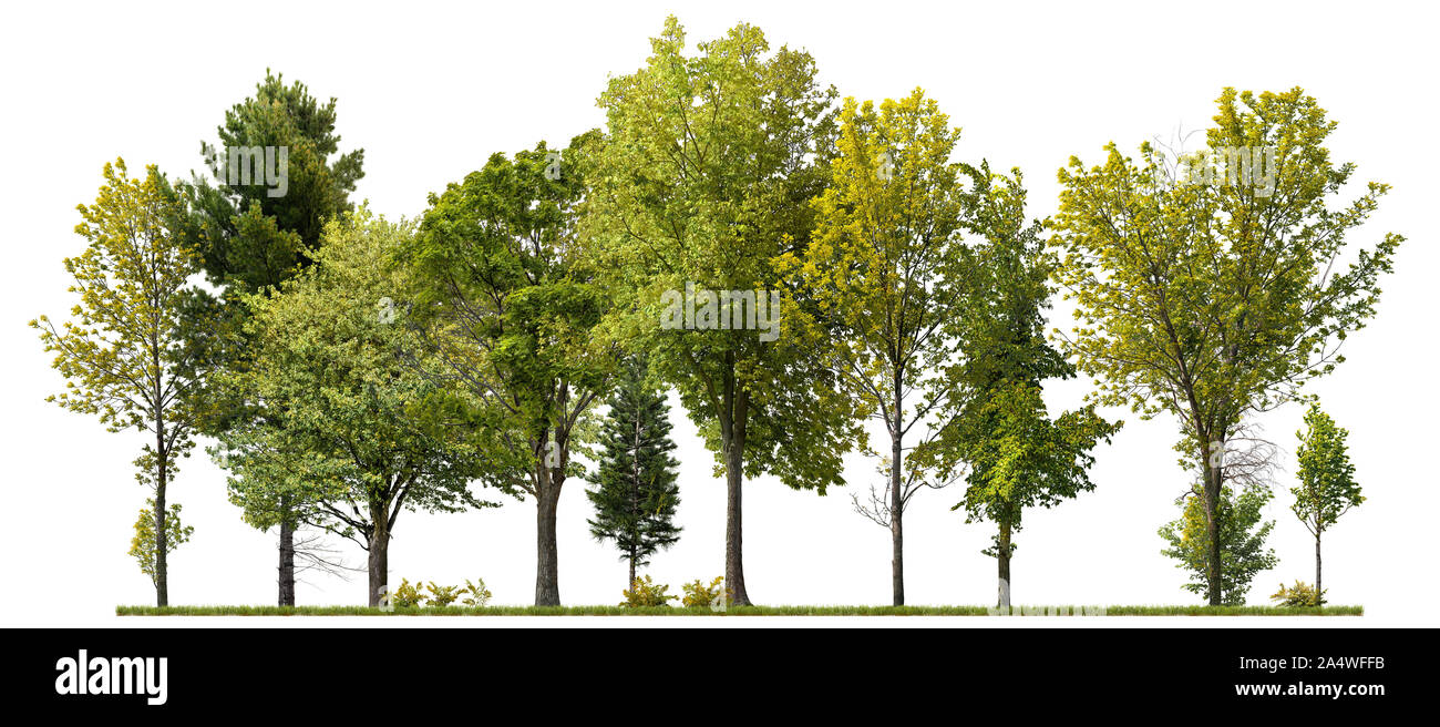 Cutout tree line. Green trees isolated on white background. Forestcape in summer. High quality clipping mask for professional composition. Stock Photo