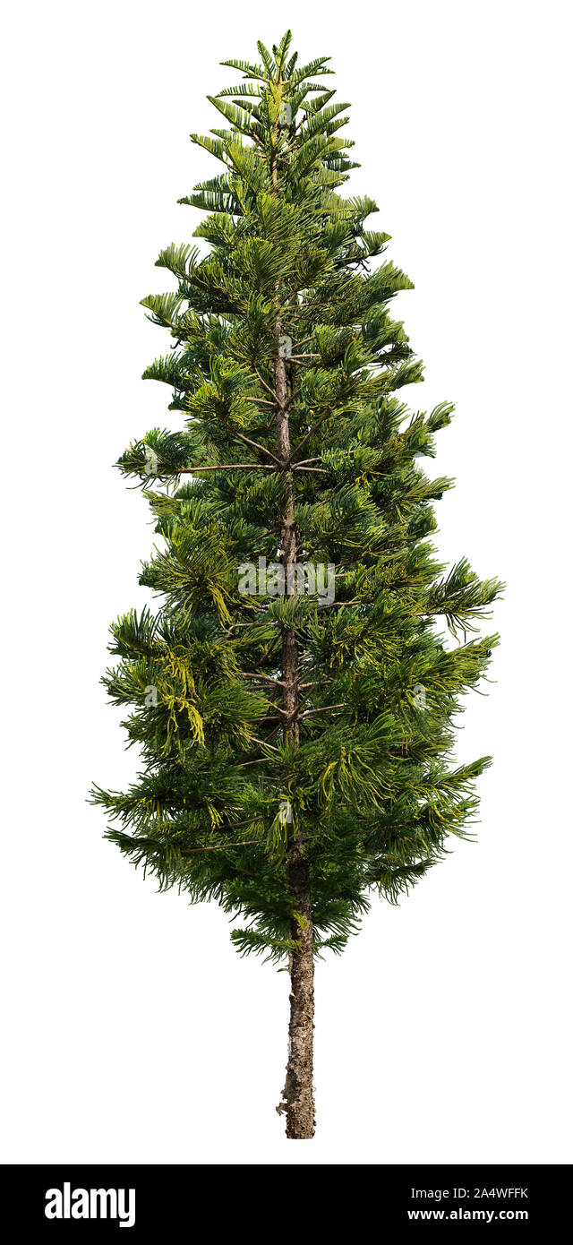 Coniferous. Cutout pine tree in winter. Snowy tree isolated on white background. High quality clipping mask for professional composition. Stock Photo