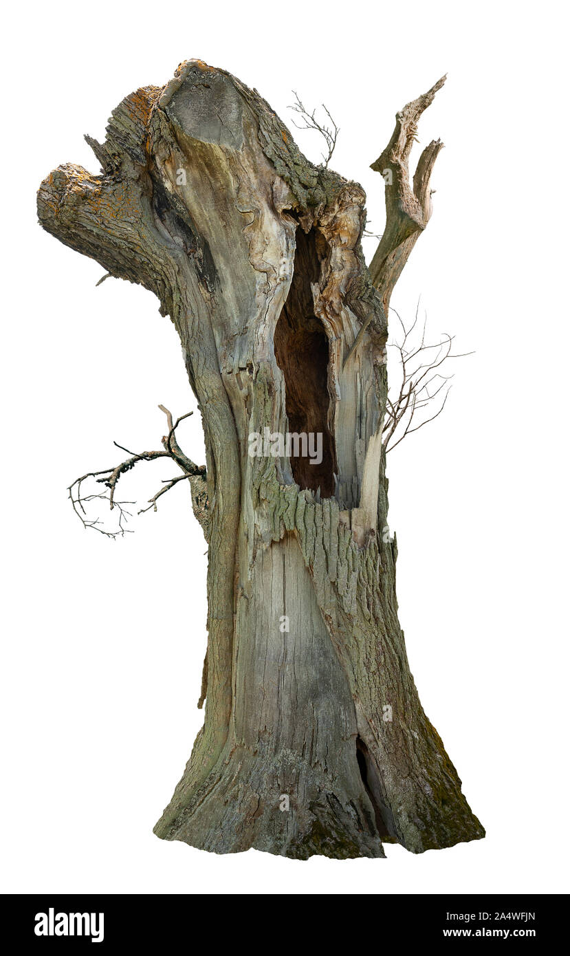 Cut out hollow tree. Old tree trunk. Dead tree stump isolated on white