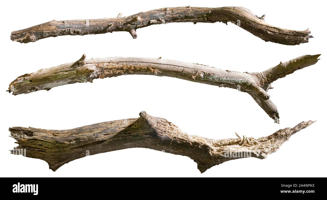 Cutout broken branches. Dry tree branch isolated on white background