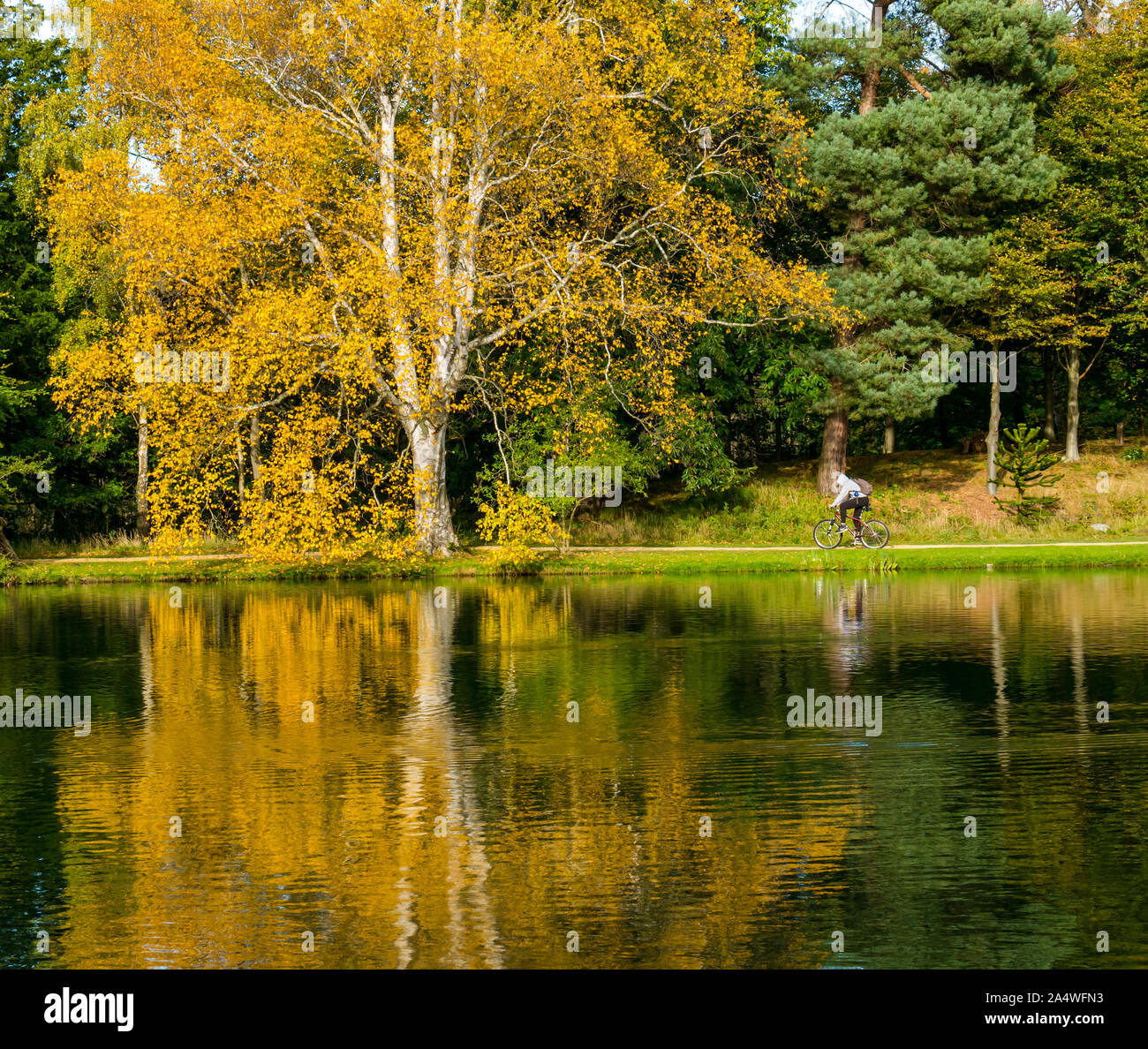 Cyclist riding bicycle next to artificial lake with Autumn reflections, Gosford Estate, East Lothian, Scotland, UK Stock Photo