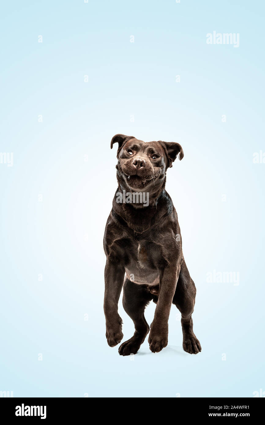 How High Can a Labrador Retriever Jump