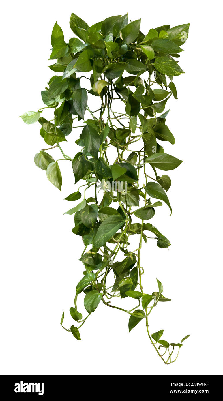 Cutout jungle vIne. Ivy with green foliage. Climbing plant isolated on white background. High quality wild vines leaves for professional composition. Stock Photo