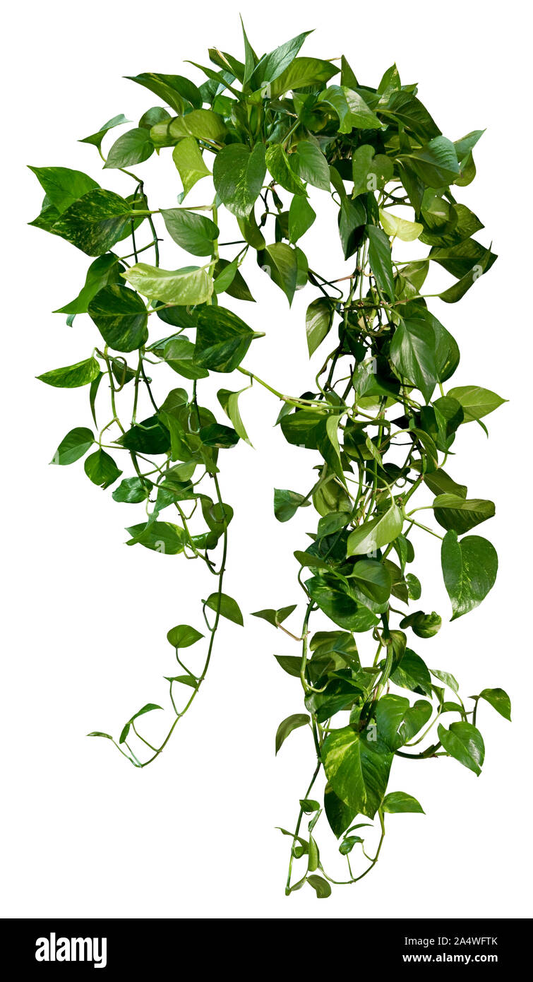 Cutout jungle vIne. Ivy with green foliage. Climbing plant isolated on  white background. High quality wild vines leaves for professional  composition Stock Photo - Alamy