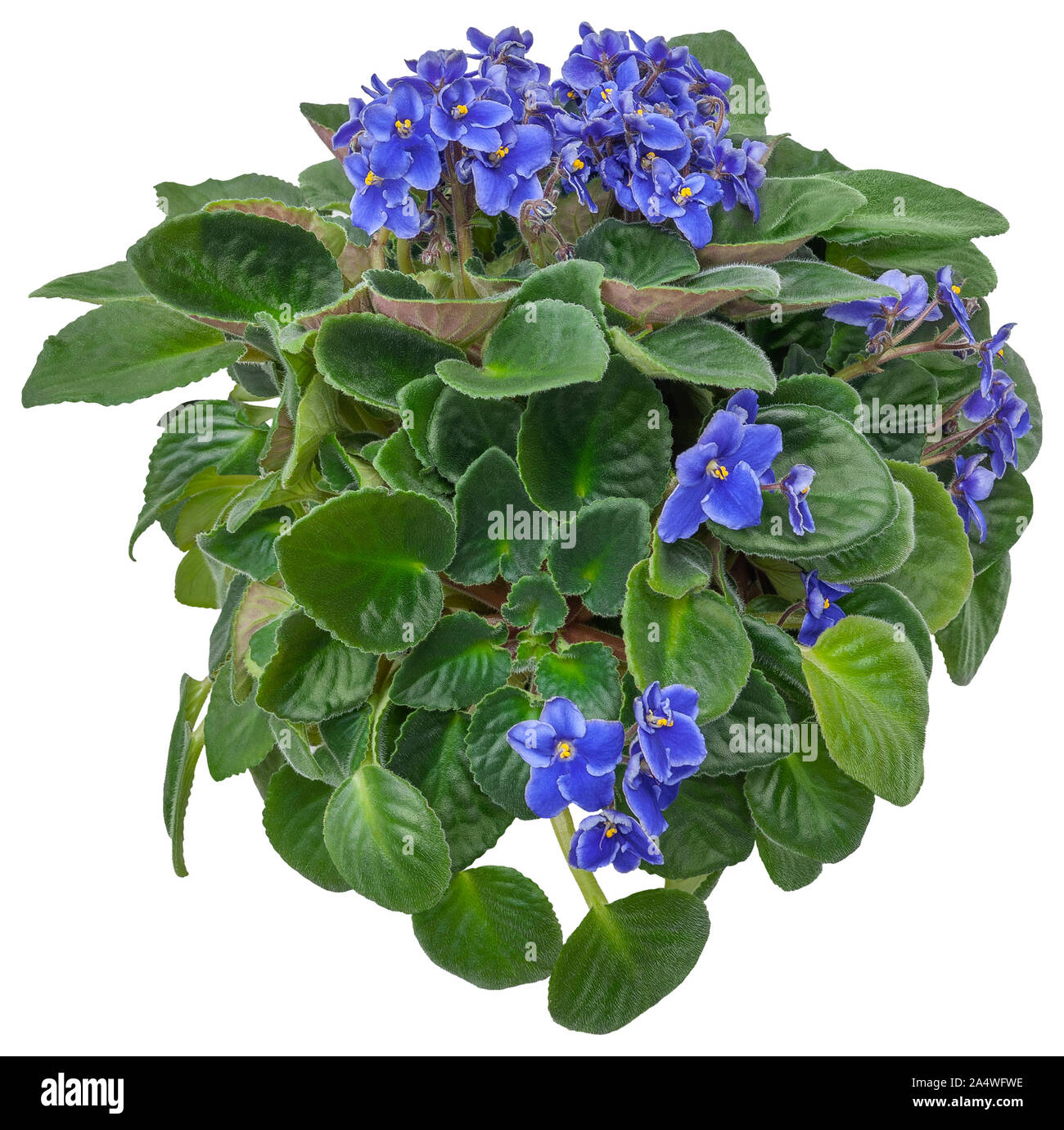 Cutout african violet. Flower hedge isolated on white background