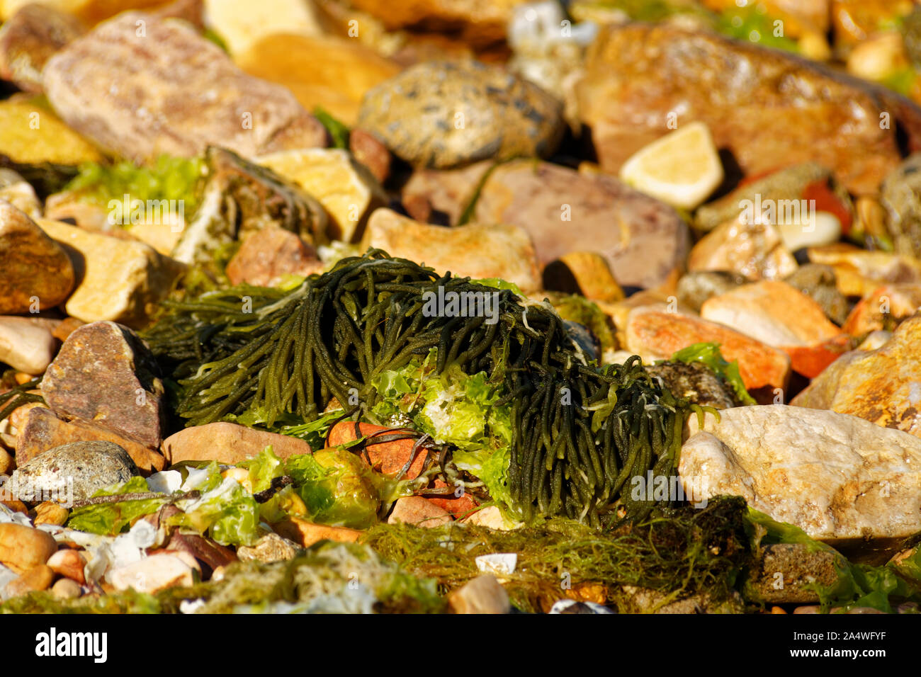 Anemonia Viridis, also known as snakelocks anemone is a sea animal ...