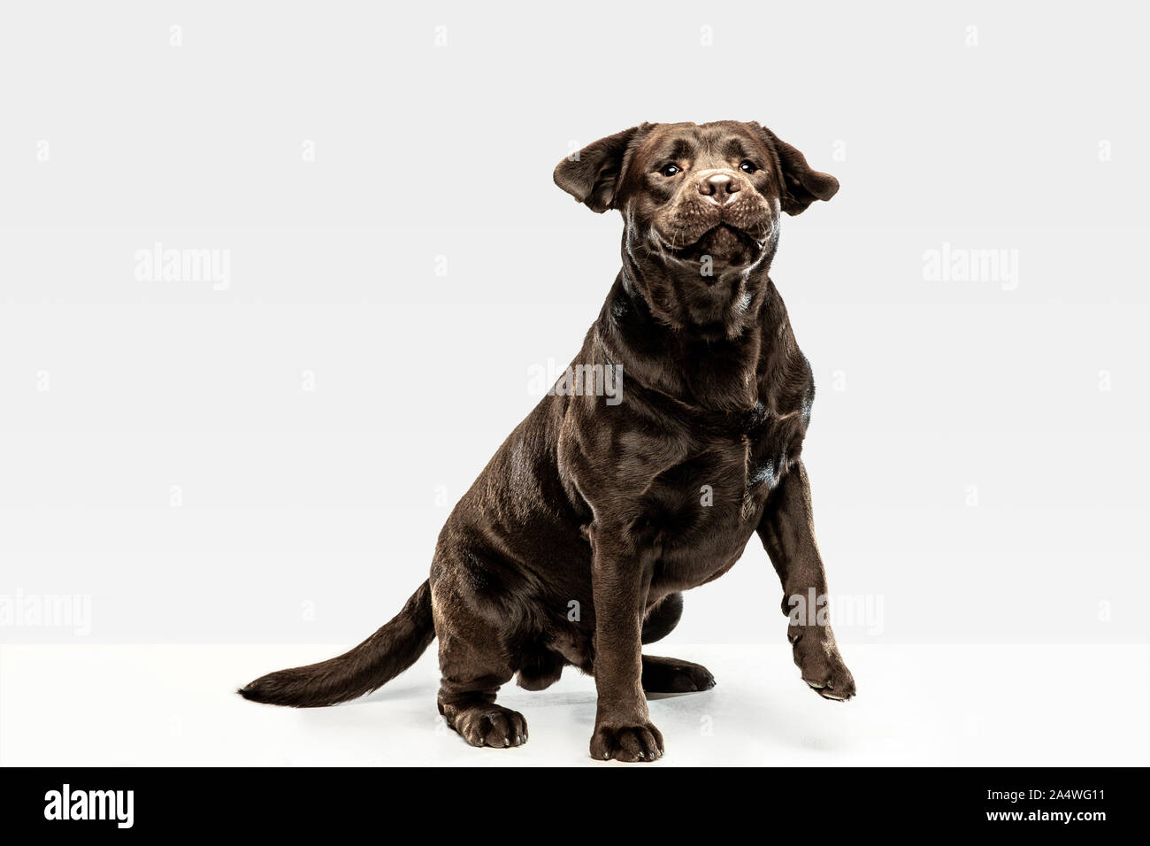 Funny chocolate labrador retriever dog sitting in the studio. Indoor shot  of young pet. Funny puppy over white background Stock Photo - Alamy