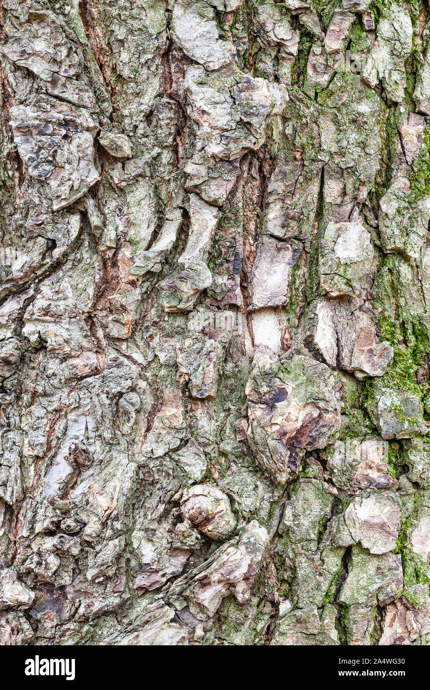 natural texture - rough bark on mature trunk of elm tree (ulmus laevis) close up Stock Photo