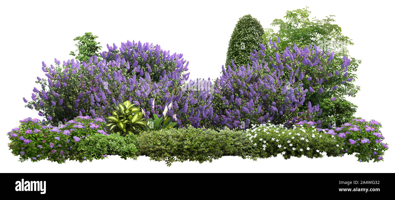 Lilacs. Flower hedge isolated on white background. Garden design. Flowering  shrub and green plants for landscaping. Decorative shrub and boxwood hedge  Stock Photo - Alamy