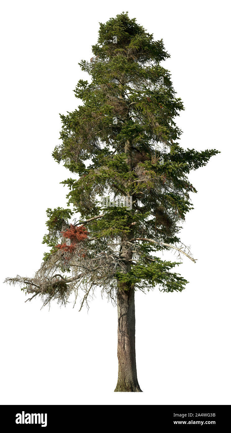 Coniferous. Tree pine isolated on white background. Cutout spruce. High quality clipping mask for professional composition. Stock Photo