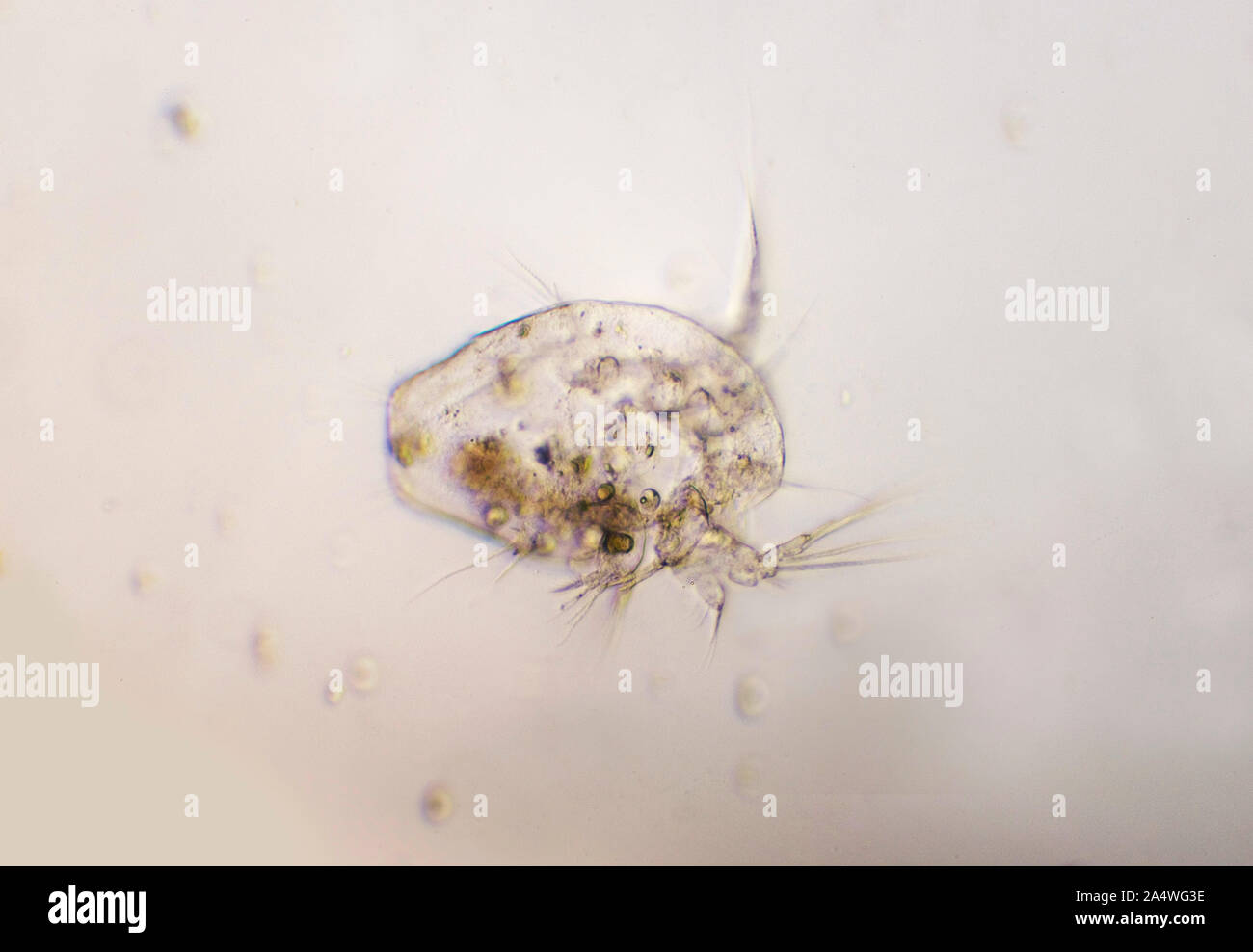 Ostracods, or ostracodes, are a class of the Crustacea (class Ostracoda), sometimes known as seed shrimp.70,000 species Stock Photo