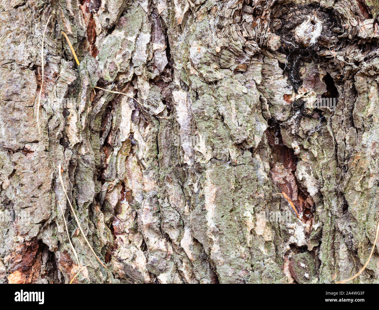 natural texture - gnarled bark on mature trunk of larch tree ( larix sibirica) close up Stock Photo