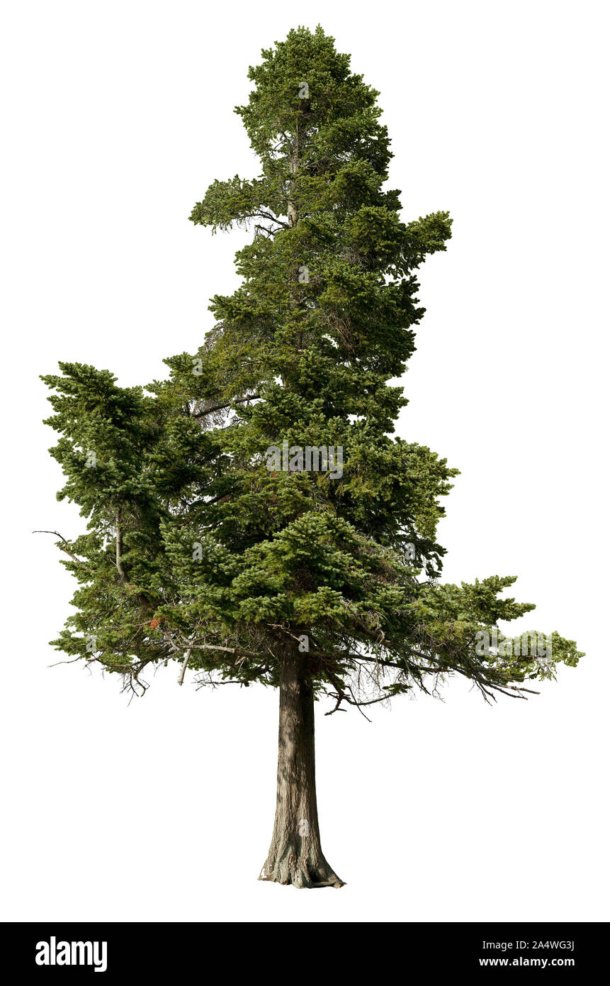 Coniferous. Tree pine isolated on white background. Cutout spruce. High quality clipping mask for professional composition. Stock Photo