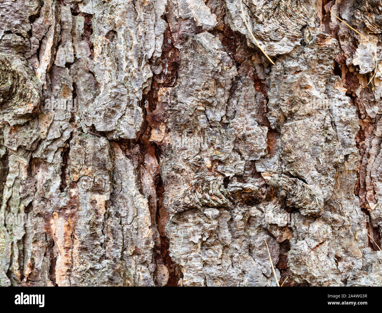 natural texture - cracked bark on mature trunk of larch tree ( larix sibirica) close up Stock Photo
