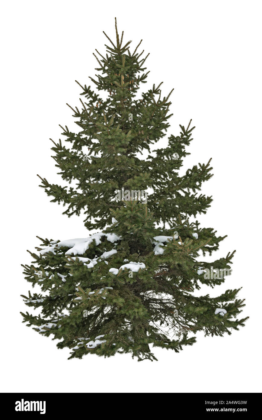 Coniferous. Cutout pine tree in winter. Snowy tree isolated on white background. High quality clipping mask for professional composition. Stock Photo