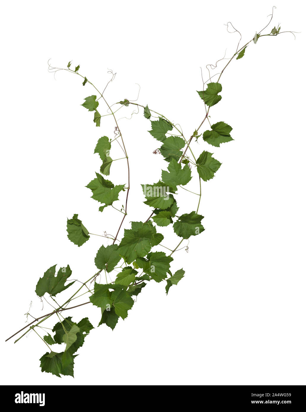 Ivy with green foliage. Climbing plant isolated on white background. Wild vines leaves. High quality clipping mask for professional composition. Stock Photo