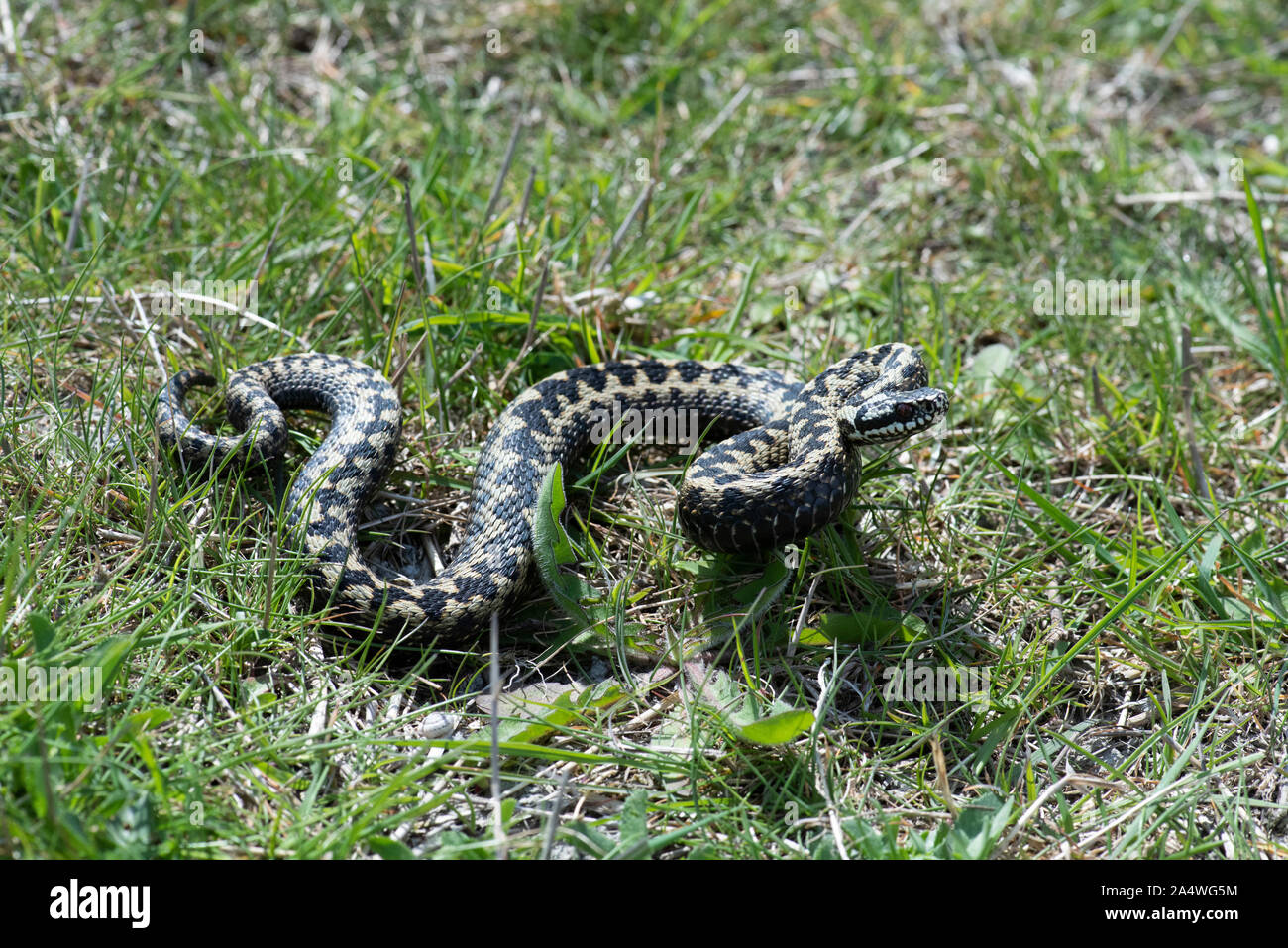 Adder Snake, Vipera berus, Samphire Hoe, Dover, KENT UK, curled up ready to strike, UK's only venomous snake Stock Photo