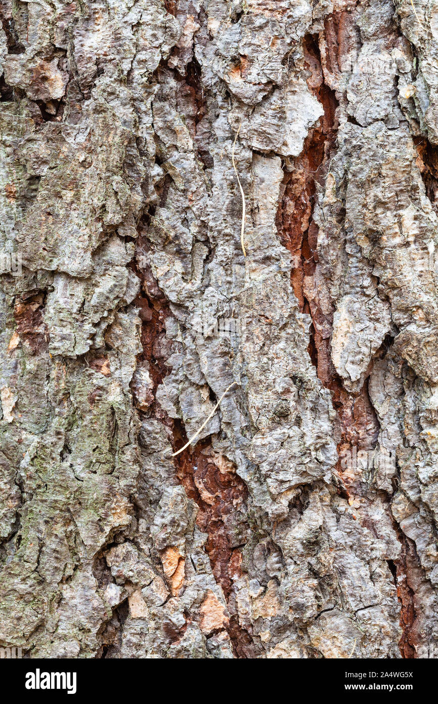natural texture - uneven bark on mature trunk of larch tree ( larix sibirica) close up Stock Photo