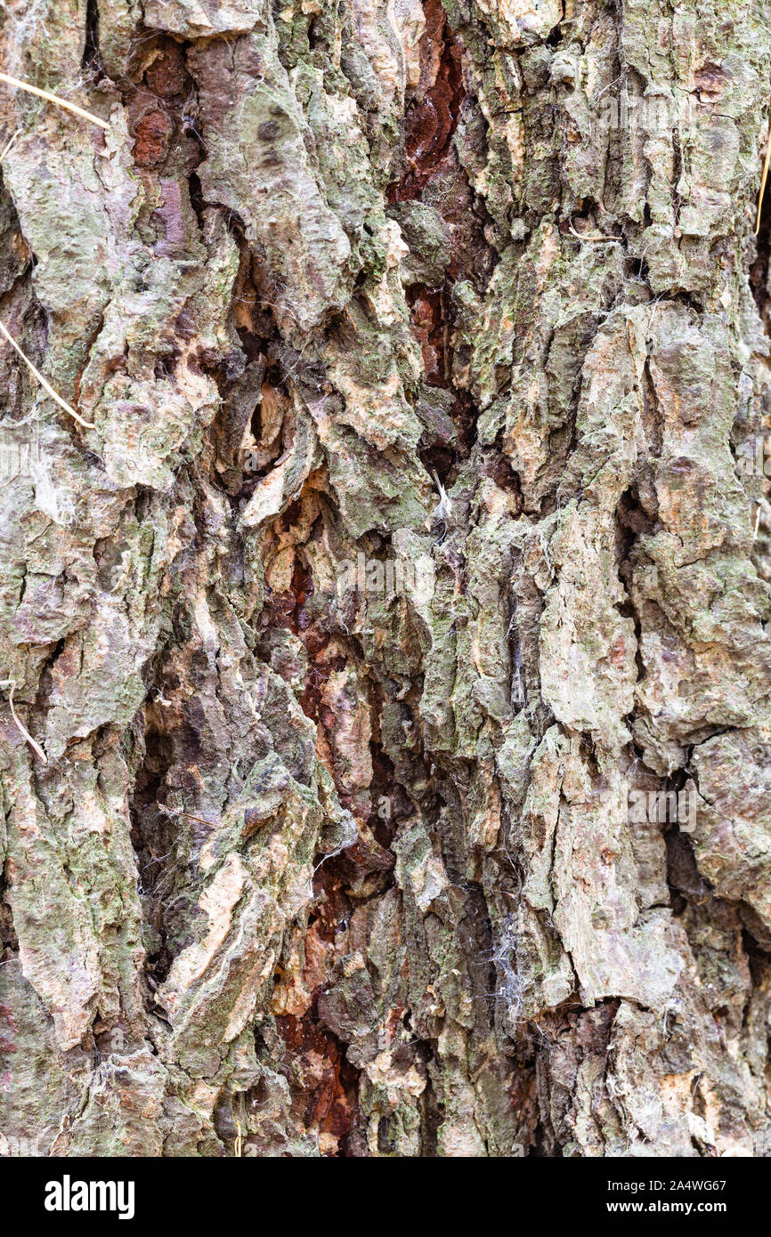 natural texture - grooved bark on mature trunk of larch tree ( larix sibirica) close up Stock Photo