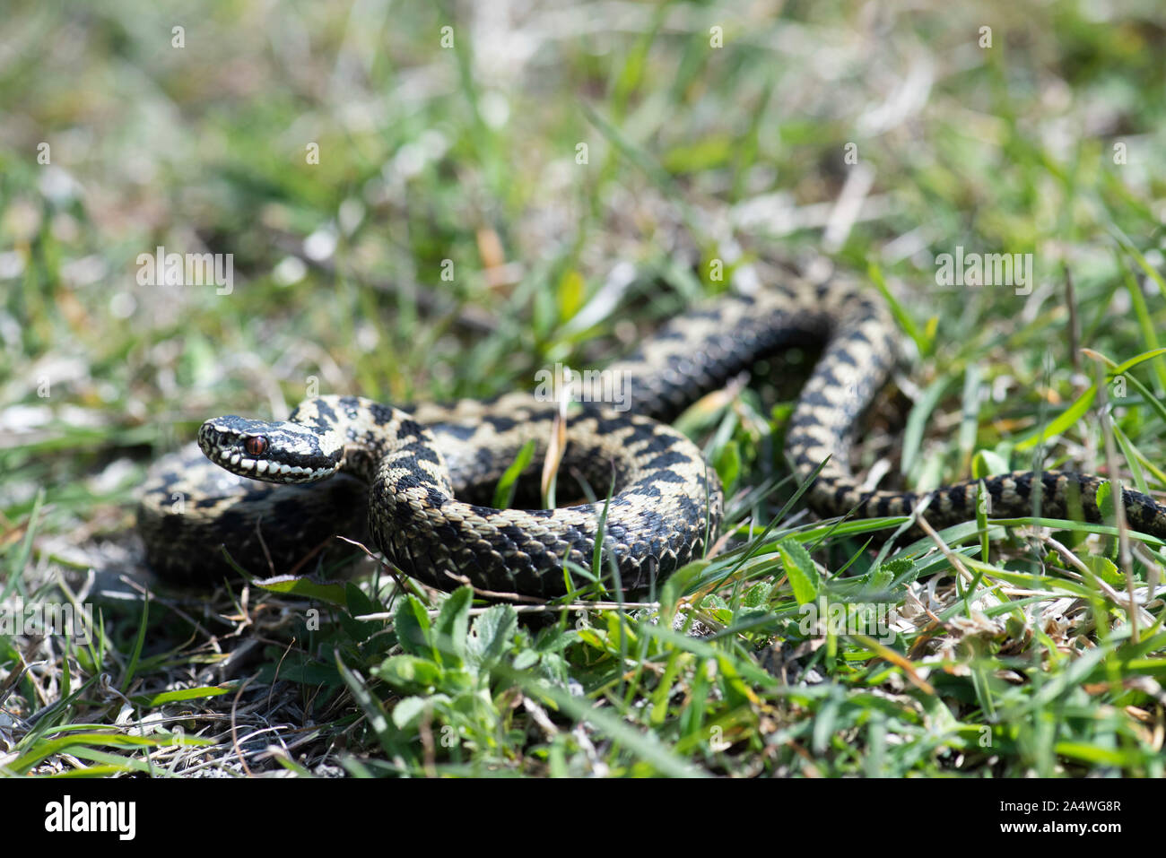 Adder Snake, Vipera berus, Samphire Hoe, Dover, KENT UK, curled up ready to strike, UK's only venomous snake Stock Photo