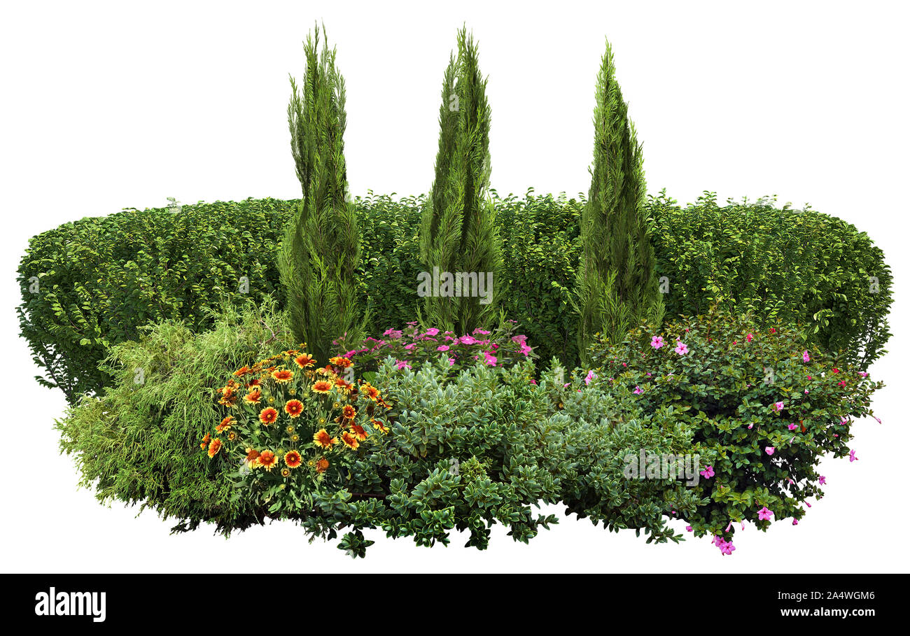 Boxwood Hedge High Resolution Stock Photography And Images Alamy