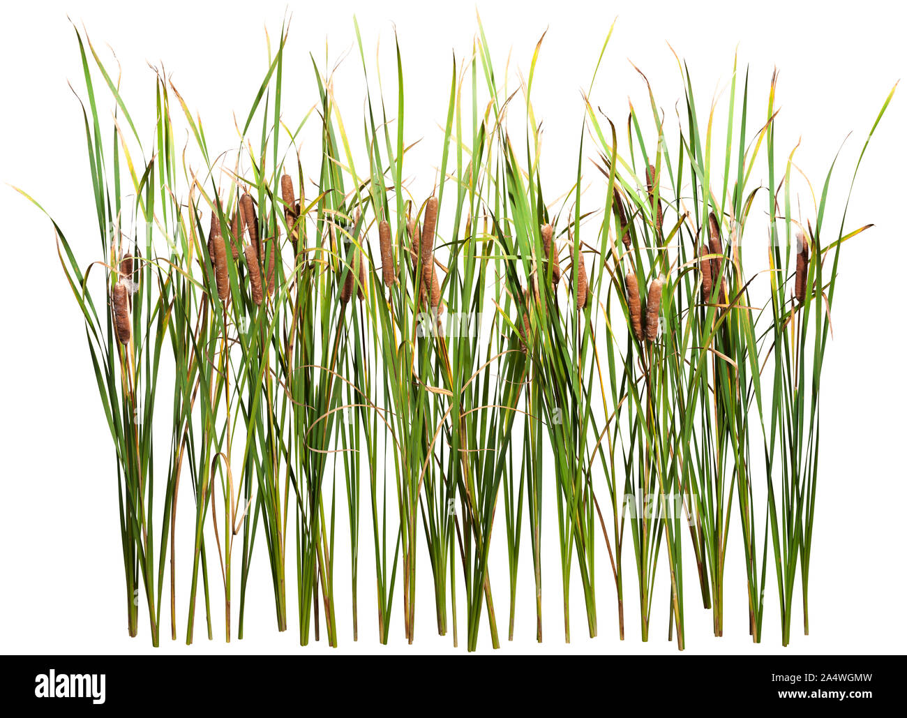 Cut out plant. Reed grass. Cattail and reed plant isolated on white background. Cutout distaff and bulrush. High quality clipping mask. Stock Photo