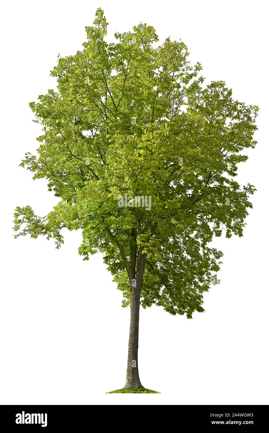 Green tree isolated on white background. High quality clipping mask for professional composition. Stock Photo