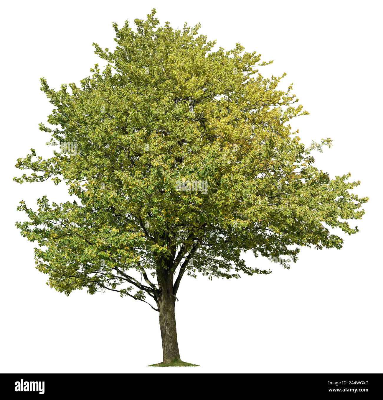 Green tree isolated on white background. High quality clipping mask for professional composition. Stock Photo