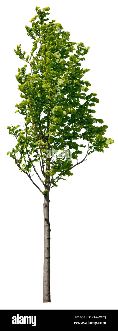 Green tree isolated on white background. High quality clipping mask for professional composition. Stock Photo