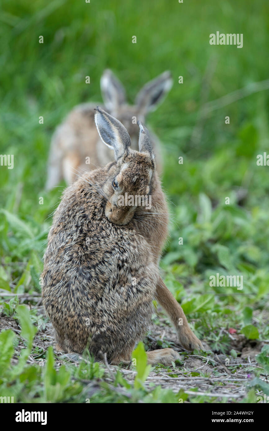 Brown Hare, Lepus europaeus, Elmley Marsh, Kent UK, grooming fur, Stock Photo
