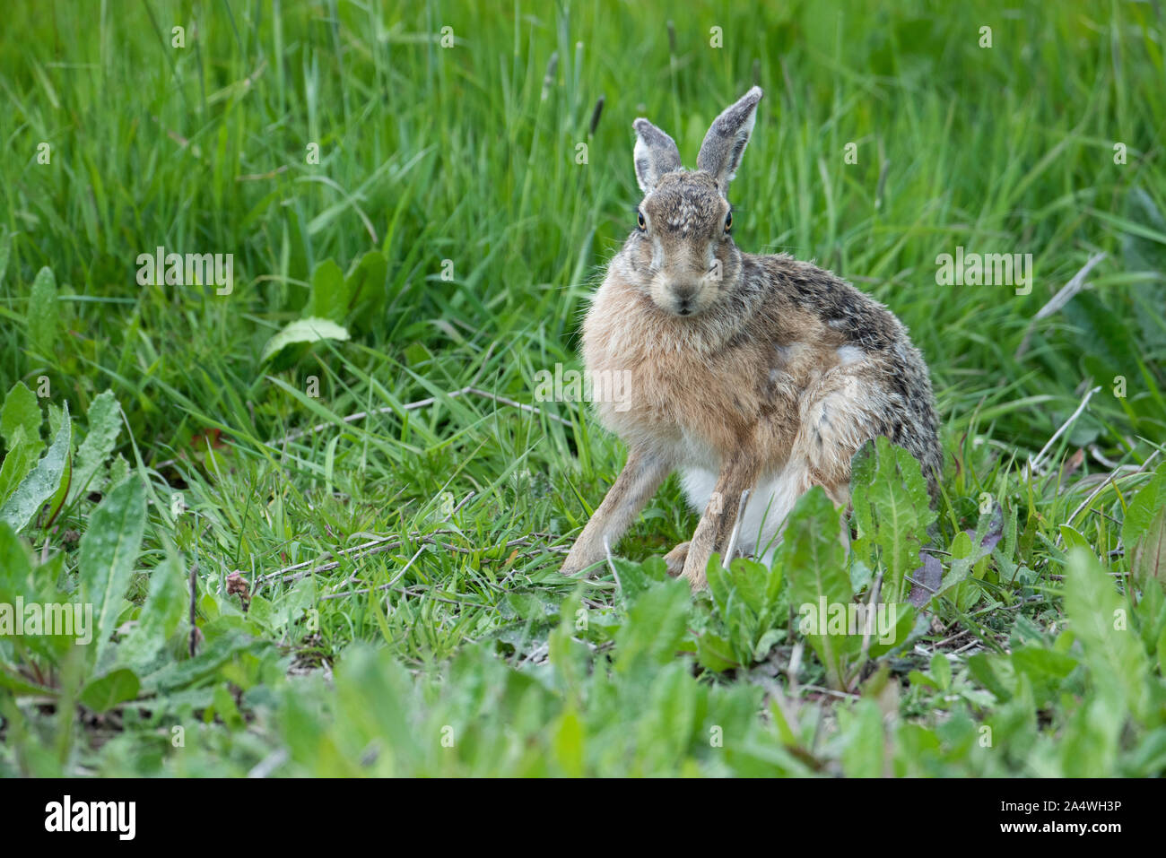 Brown Hare, Lepus europaeus, Elmley Marsh, Kent UK, grooming fur, Stock Photo