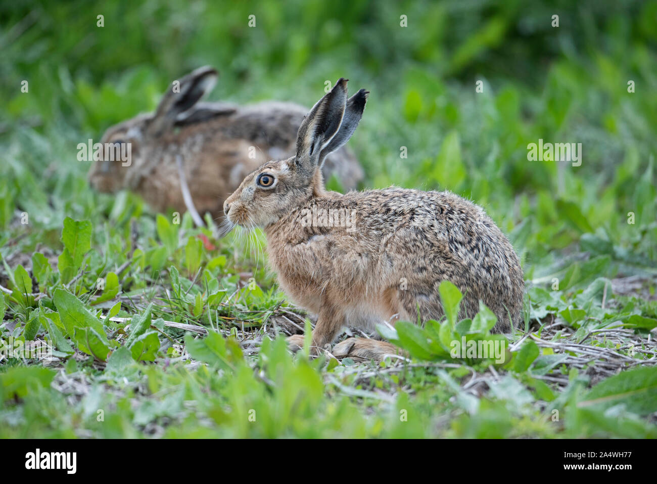 Brown Hare, Lepus europaeus, Elmley Marsh, Kent UK, pair stting in field Stock Photo